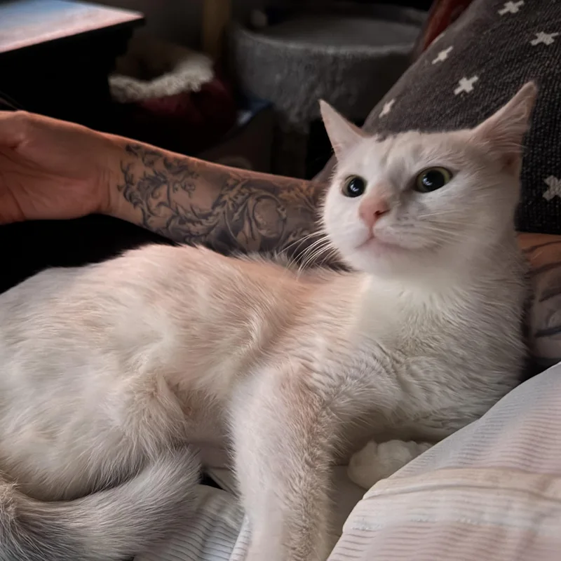 A young medium-sized female Domestic Short Hair cat named Lydia for adoption in Clifton, NJ
