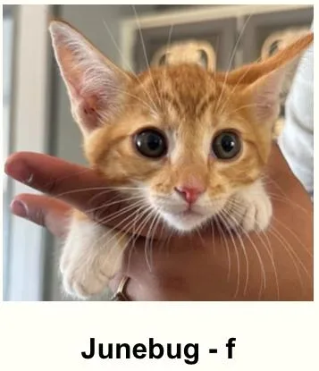 A baby small-sized female Domestic Short Hair cat named Junebug for adoption in Thornton, CO