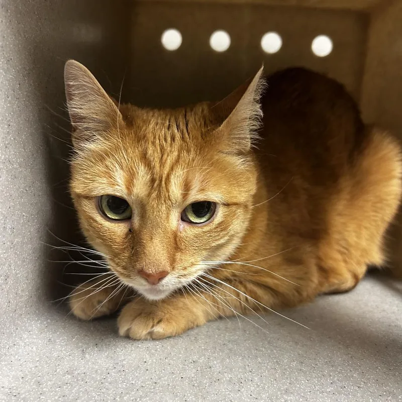 A senior medium-sized female Orange / Red Domestic Medium Hair cat named Happy for adoption in Reno, NV