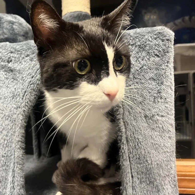 A senior large-sized male Black Domestic Short Hair cat named Oreo Cupcake for adoption in Shawnee, KS