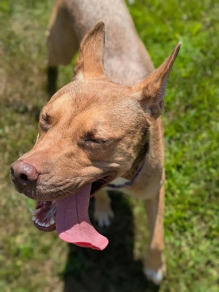 A young medium-sized female Brown / Chocolate Shepherd dog named Prism for adoption in Leverett, MA
