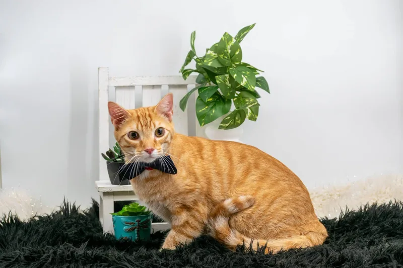 A young medium-sized male Orange / Red Domestic Short Hair cat named Thor for adoption in Sevierville, TN