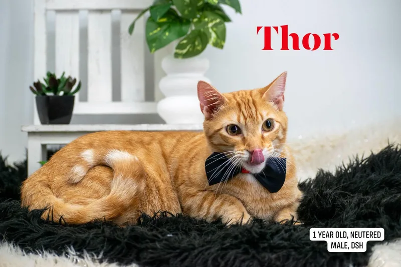 Thor thumbnail 3