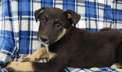 A baby medium-sized female Shepherd dog named Glee for adoption in Thief River Falls, MN