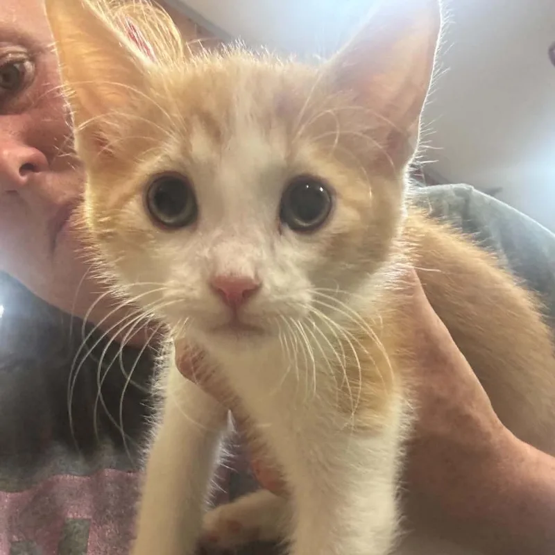 A baby small-sized male Orange / Red Domestic Short Hair cat named Frank for adoption in Ferndale, WA