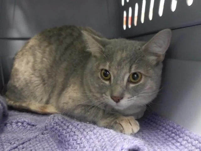 A young small-sized female Domestic Short Hair cat named Desiree for adoption in Omaha, NE