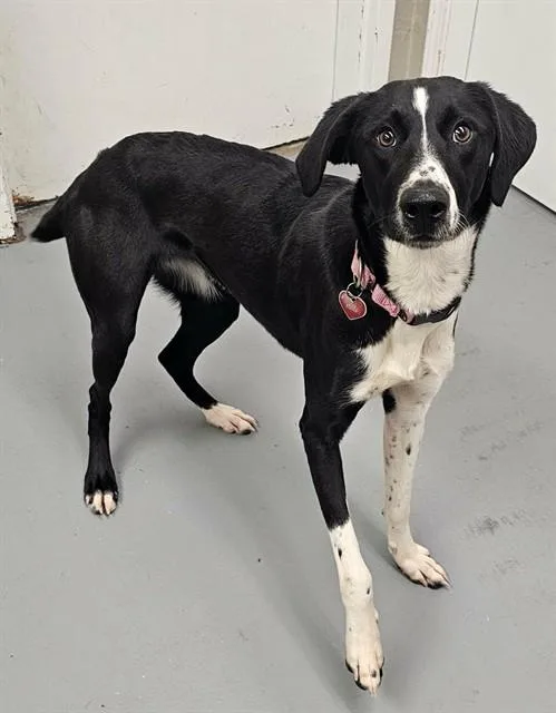 A young medium-sized female Black German Shorthaired Pointer dog named Regina for adoption in Phoenix, OR