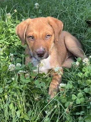 A baby medium-sized male Pointer dog named Dusty Jo for adoption in Seneca, SC