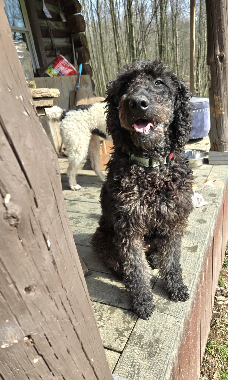 An adult medium-sized female Brown / Chocolate Golden Retriever dog named Daisy for adoption in Friendship, NY