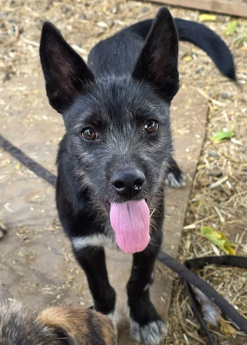 A baby small-sized male Terrier dog named Tommy for adoption in Penryn, CA