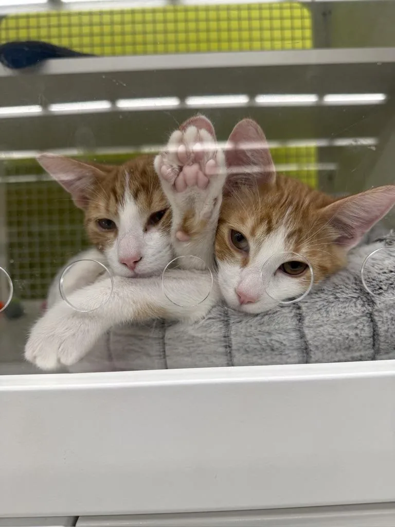 A baby medium-sized male Orange & White Domestic Short Hair cat named Russ and Graham for adoption in Brentwood, CA