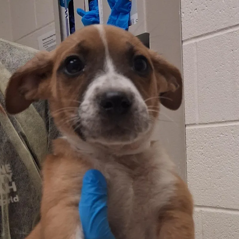 A baby small-sized female Yellow / Tan / Blond / Fawn Mixed Breed dog named Mitsuya Cider Merlot for adoption in Murray, UT