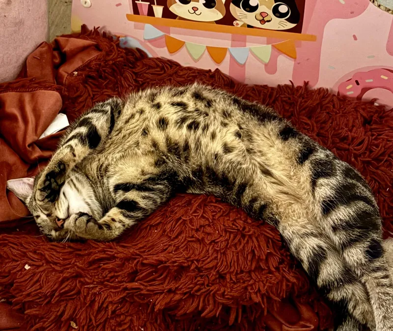 Mr. Jasper thumbnail 2