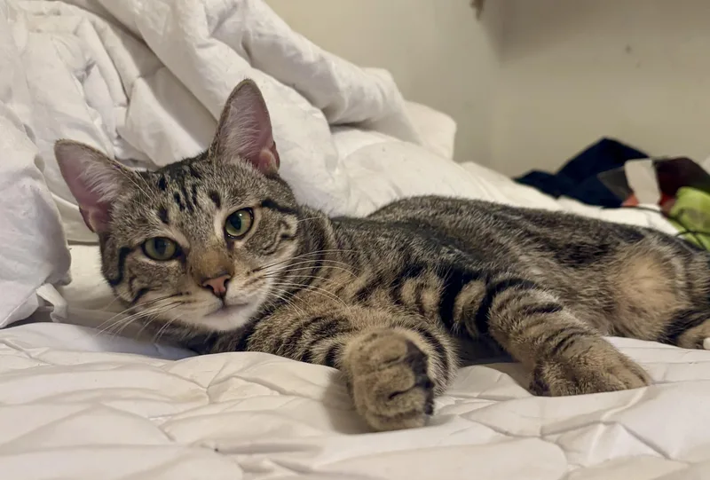 Mr. Jasper thumbnail 3