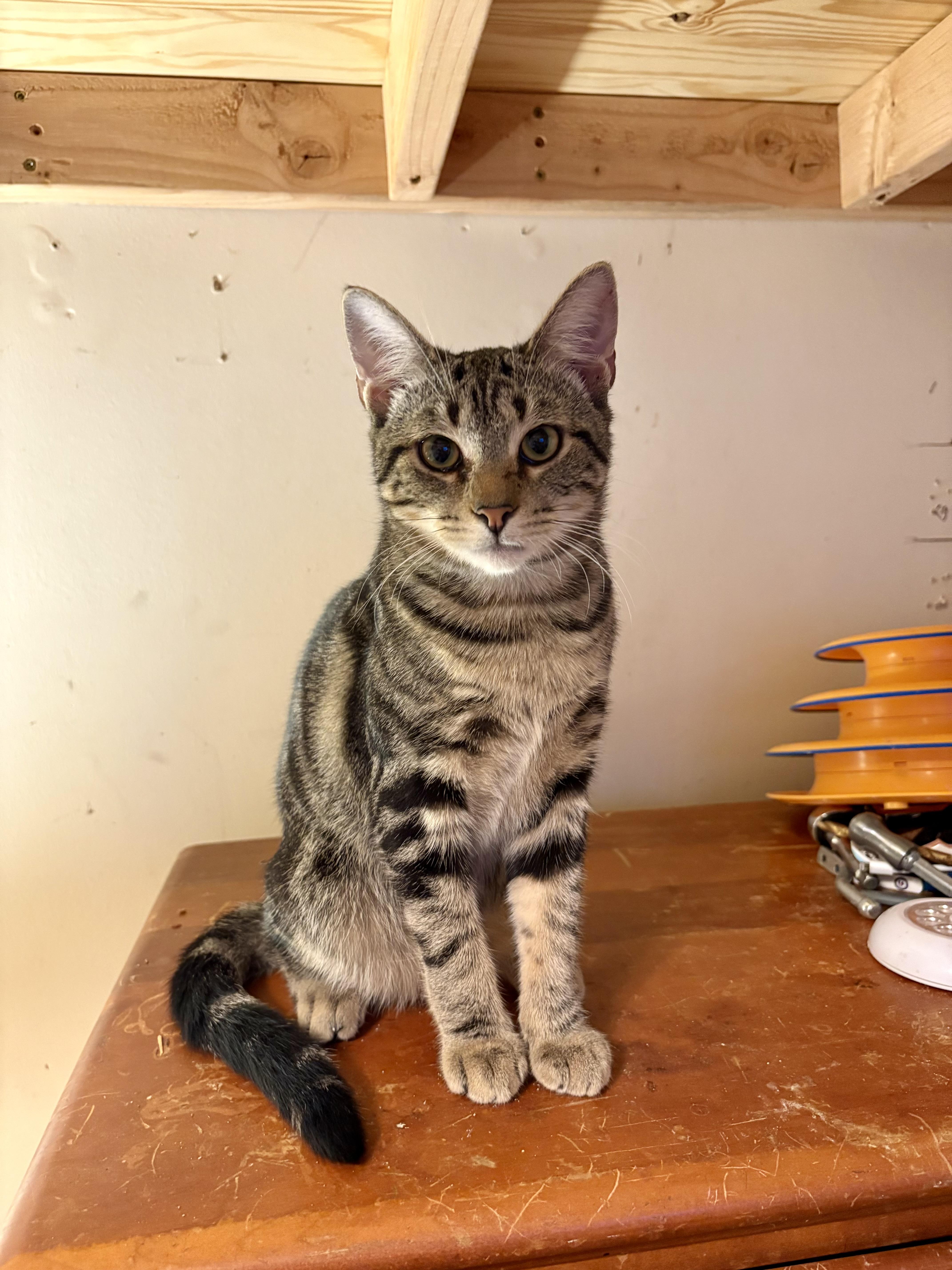 Mr. Jasper thumbnail 4