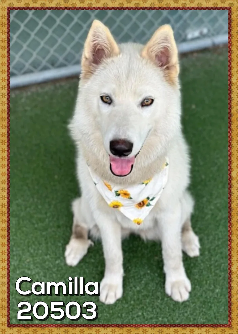 A young medium-sized female White / Cream Siberian Husky dog named Camilla for adoption in Marietta, GA