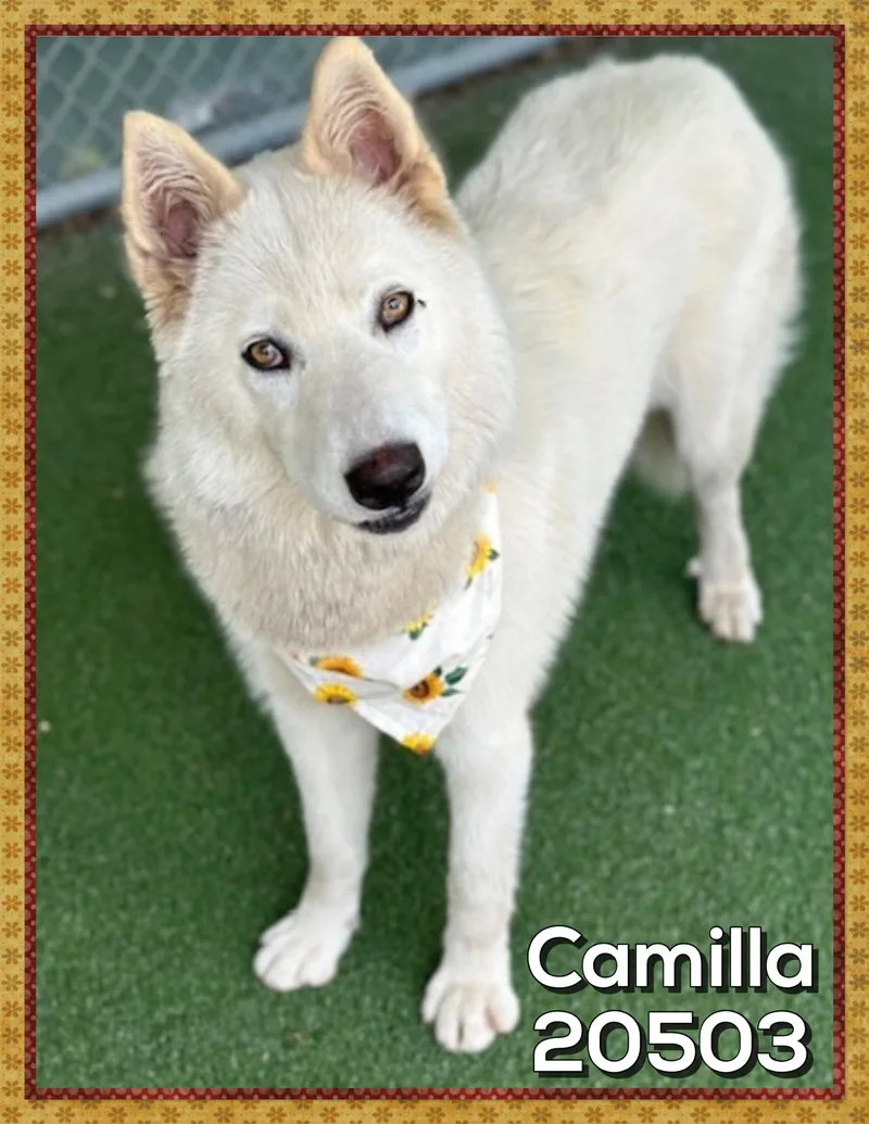 Camilla thumbnail 2