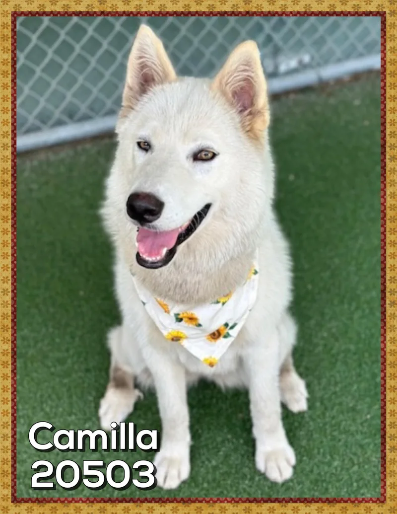 Camilla thumbnail 3