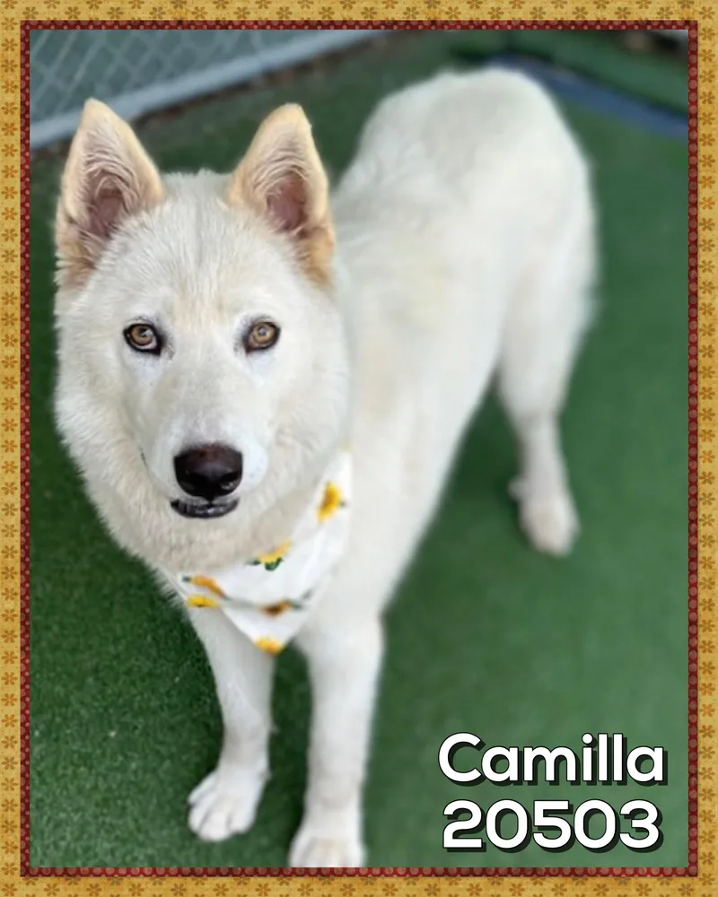 Camilla thumbnail 4