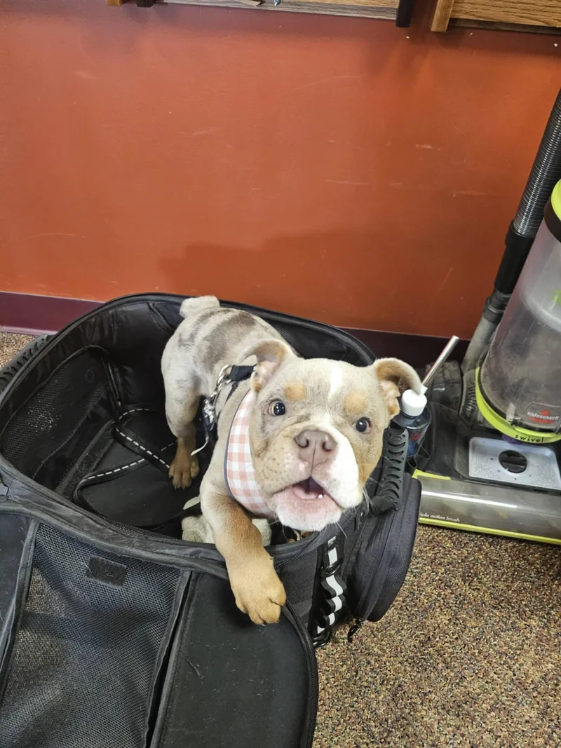 A young medium-sized male English Bulldog dog named Berle The Merle for adoption in Catasauqua, PA