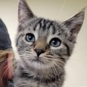 A baby medium-sized male Tabby (Brown / Chocolate) Domestic Short Hair cat named Axel for adoption in Mazon, IL