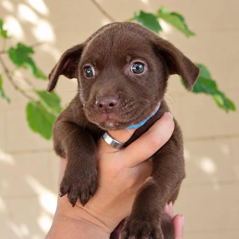 A baby small-sized male Brown / Chocolate Chocolate Labrador Retriever dog named Hunter for adoption in Midland, TX