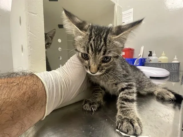 A baby small-sized male Domestic Medium Hair cat named Mario for adoption in Ontario, CA