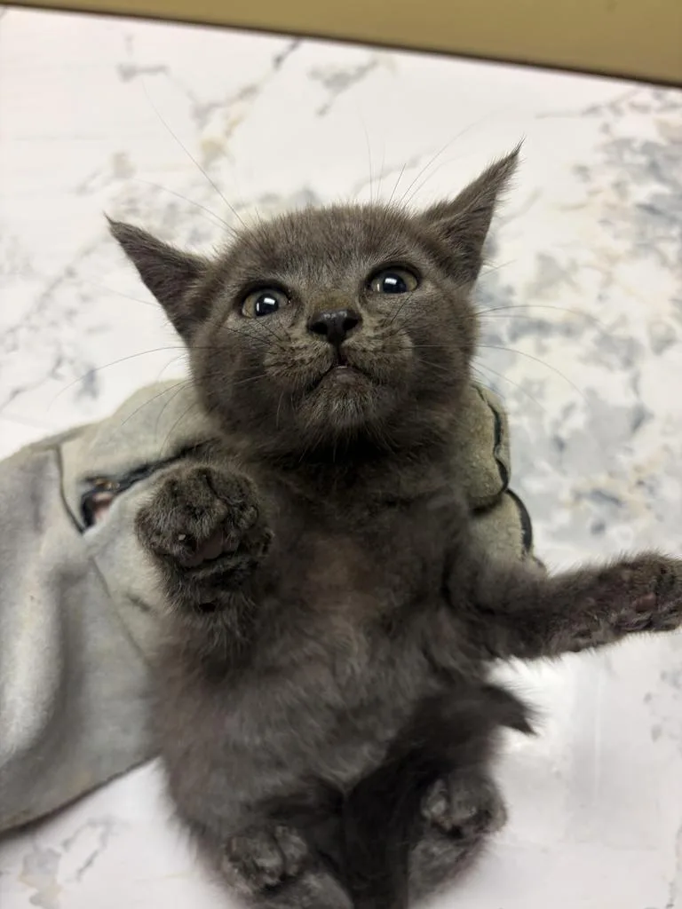 A baby medium-sized female Domestic Medium Hair cat named Newt ✅ for adoption in Florence, SC