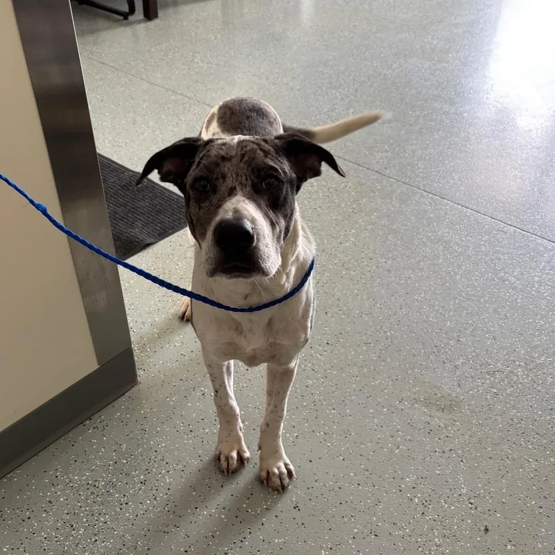 A young large-sized male Black German Shorthaired Pointer dog named Rolo for adoption in Galax, VA