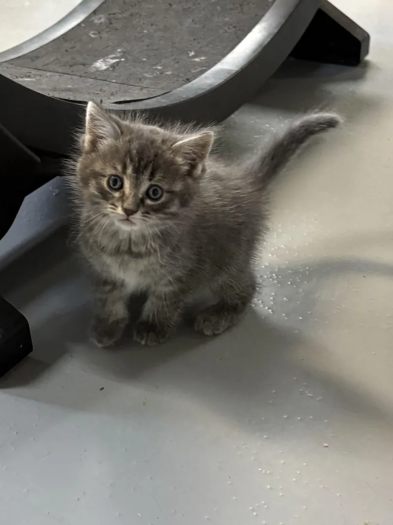A baby medium-sized female American Shorthair cat named Tina for adoption in Big Rapids, MI