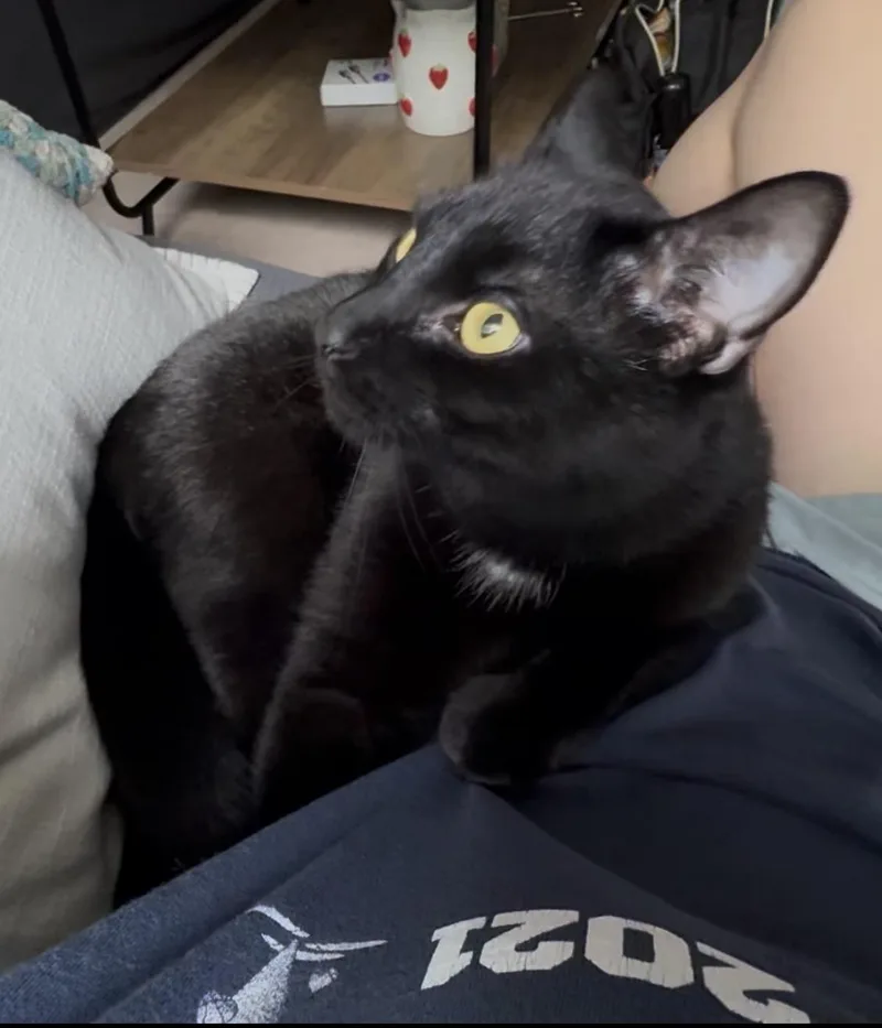 A young medium-sized male Black Domestic Short Hair cat named Castiel for adoption in Andover, CT