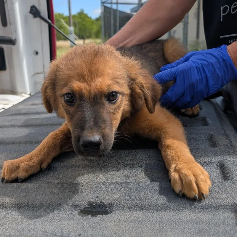A baby medium-sized male Brown / Chocolate Shepherd dog named Eugine for adoption in Buchanan Dam, TX