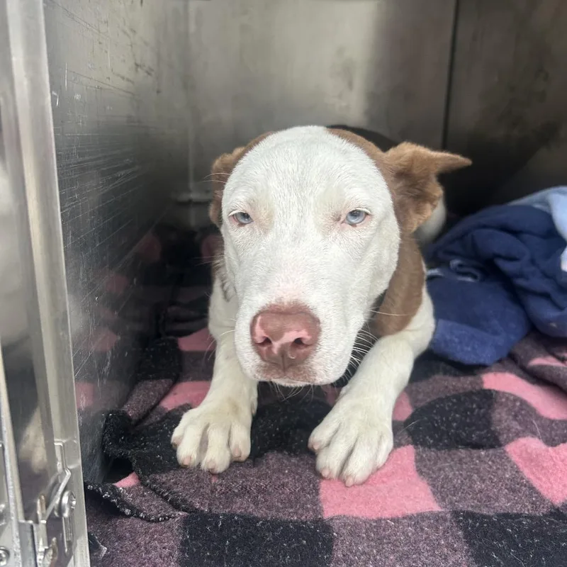 A young medium-sized female White / Cream Mixed Breed dog named Gingersnap for adoption in Philadelphia, PA