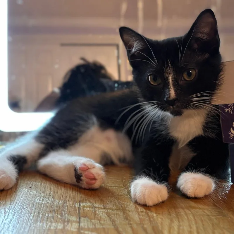 A baby small-sized male Black Domestic Short Hair cat named J&J: James for adoption in Falls Church, VA