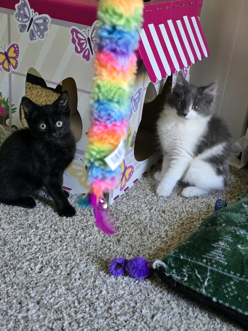 A baby medium-sized female Black Domestic Short Hair cat named Willow for adoption in Greensburg, PA