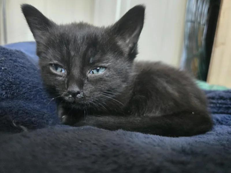 Willow thumbnail 2