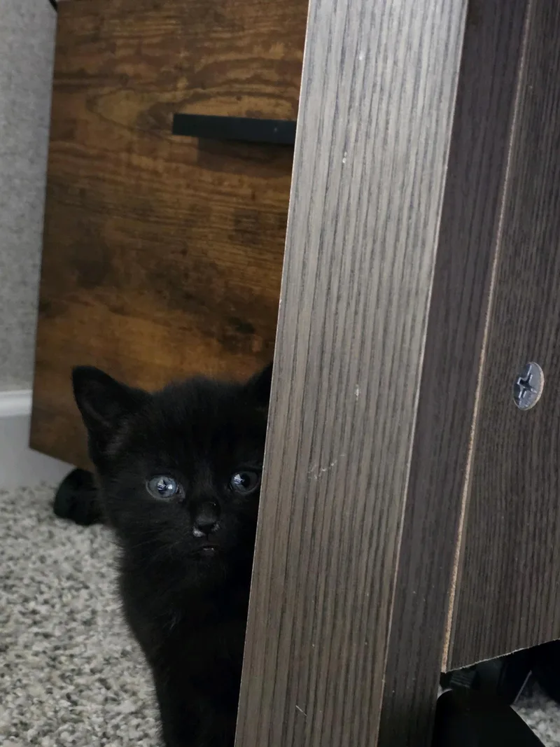 Willow thumbnail 5