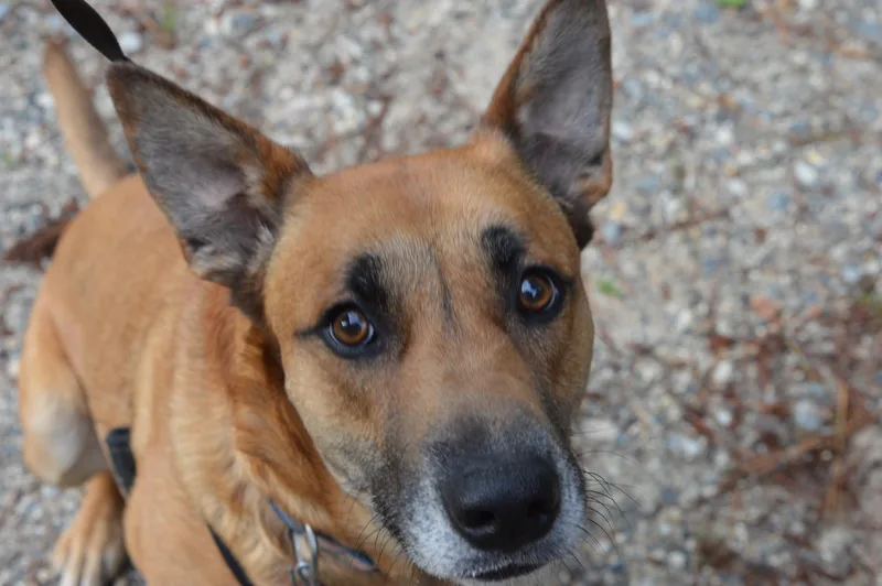 Venus Crate & Potty thumbnail 2