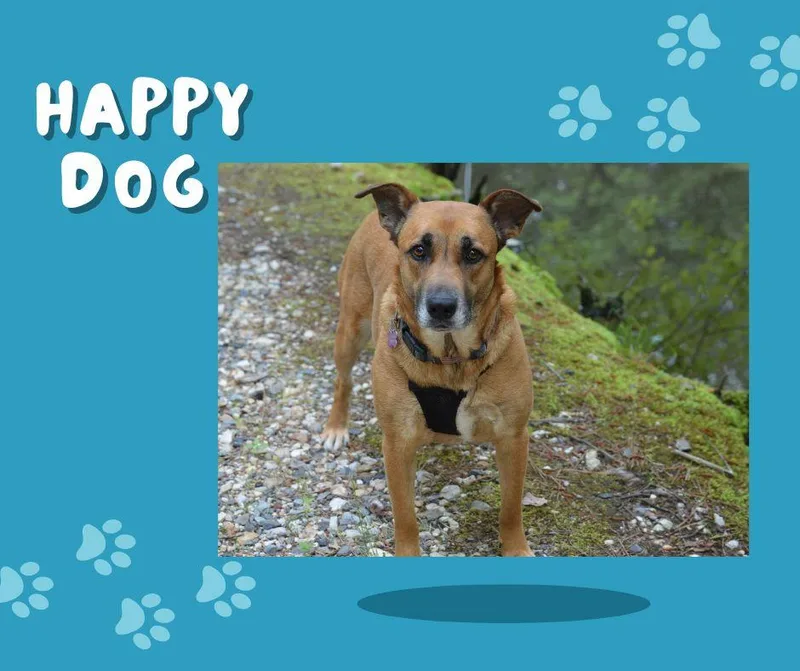 Venus Crate & Potty thumbnail 5