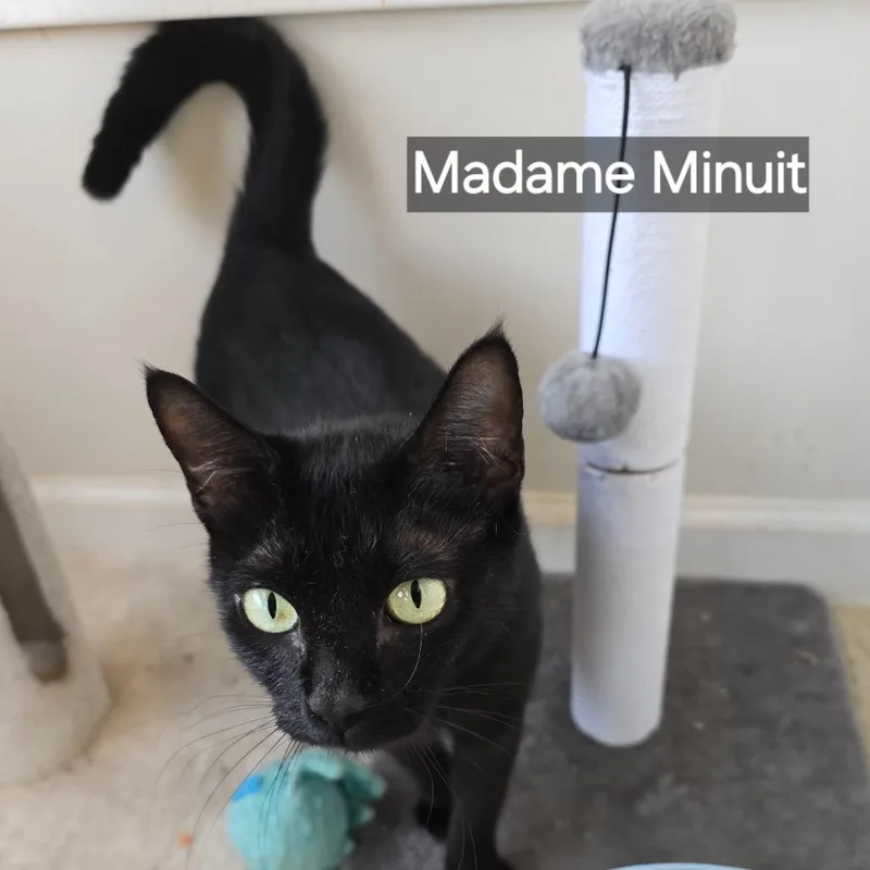 Madame Minuit thumbnail 3