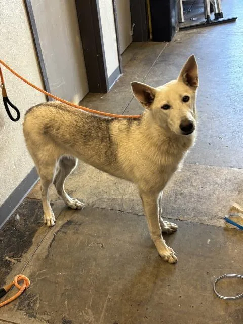 A young extra large-sized female Siberian Husky dog named Billy for adoption in Ontario, CA