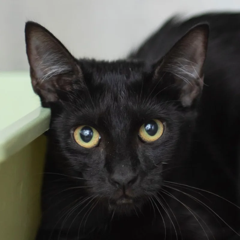 A baby medium-sized female Black Domestic Short Hair cat named Darla for adoption in Middletown, RI