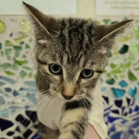 A baby large-sized male Domestic Short Hair cat named Zeke for adoption in Pensacola, FL