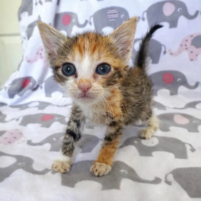 A young medium-sized female Calico Domestic Short Hair cat named Nala for adoption in miami, FL