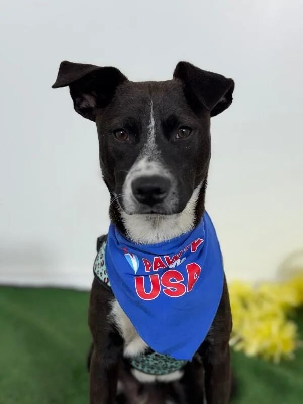 A baby medium-sized male Black Labrador Retriever dog named Reese for adoption in Carlsbad, CA