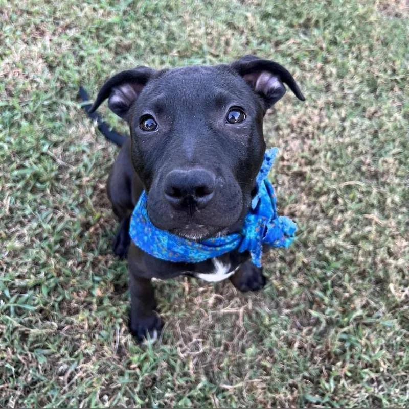 An adult medium-sized male Black Terrier dog named Cameron for adoption in Stillwater, OK
