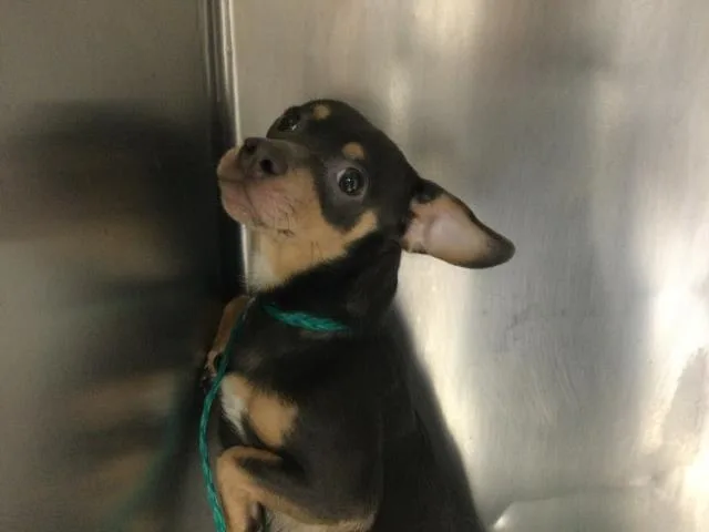 A young small-sized male Chihuahua dog named A for adoption in Thousand Palms, CA