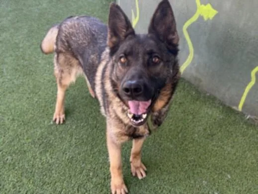An adult large-sized female German Shepherd Dog dog named Felina for adoption in Chatsworth, CA