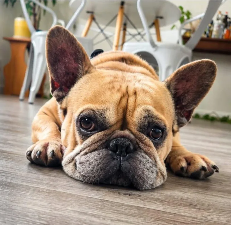 An adult small-sized female Yellow / Tan / Blond / Fawn French Bulldog dog named Pumpkin for adoption in Los Angeles, CA