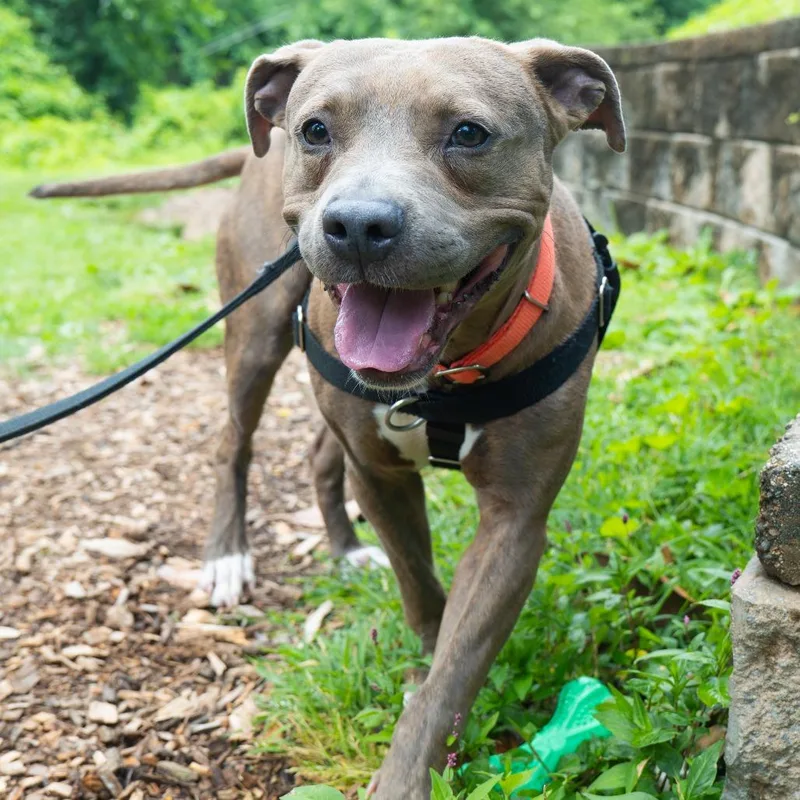 An adult medium-sized male Gray / Blue / Silver Pit Bull Terrier dog named Kevin for adoption in Baltimore, MD